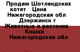 Продам Шотландских котят › Цена ­ 2 800 - Нижегородская обл., Дзержинск г. Животные и растения » Кошки   . Нижегородская обл.